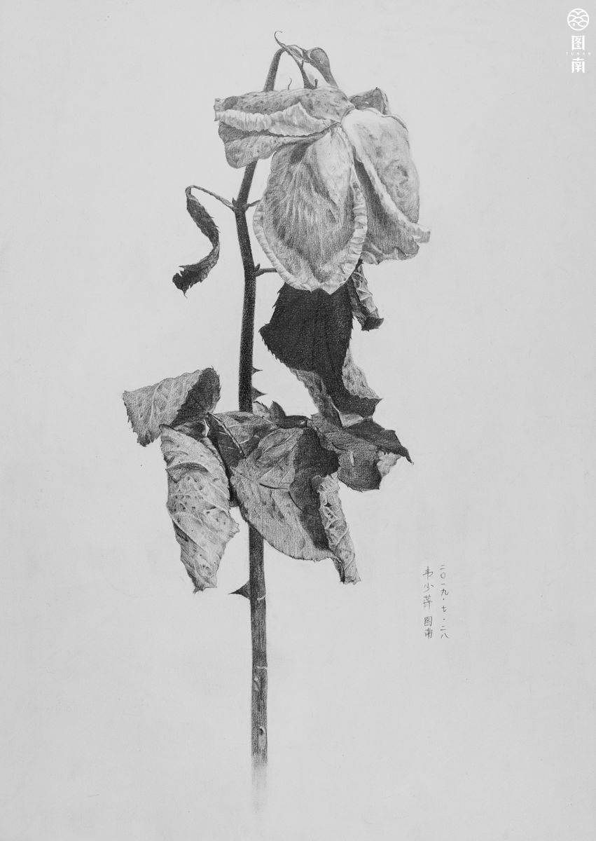 高一学生作品:精微素描写生△高一学生作品:精微素描写生△高一漾生