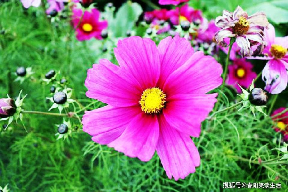 原创2020年精美祝福,祝您幸福美满喜滋滋,元旦快乐