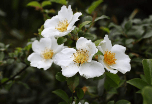 原创农村1种刺果,人称"糖罐子",曾被用来熬糖酿酒,如今18元1斤