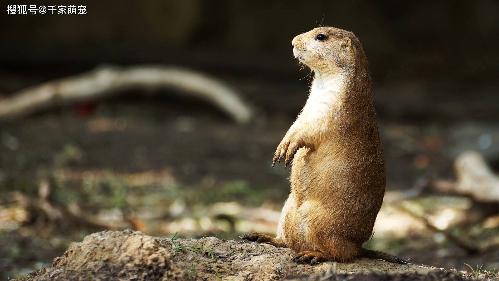 【食盆】:楼楼养过兔子,兔子力气贼大.