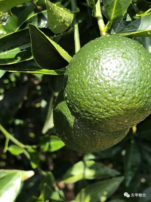 匠心巨作:东甲粮仓8月果天然生晒小青柑
