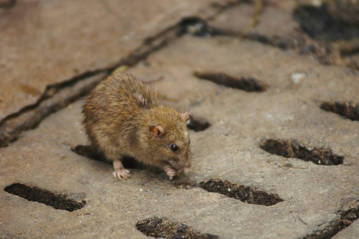 如何判断家里是一只还是一窝老鼠