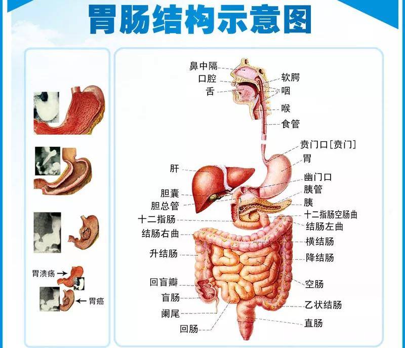 胰腺在左侧还是右侧图片