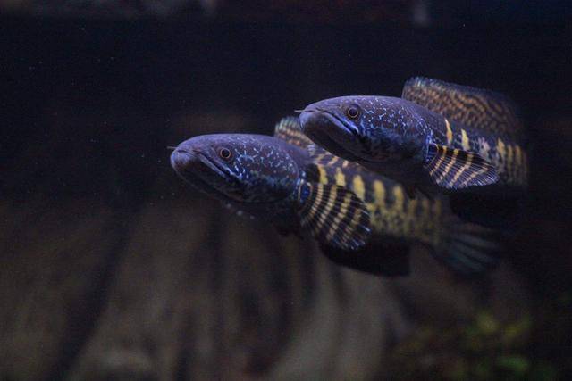 "蛇头鱼"在美国繁衍后,没有天敌能长到200斤,在中国需要养殖