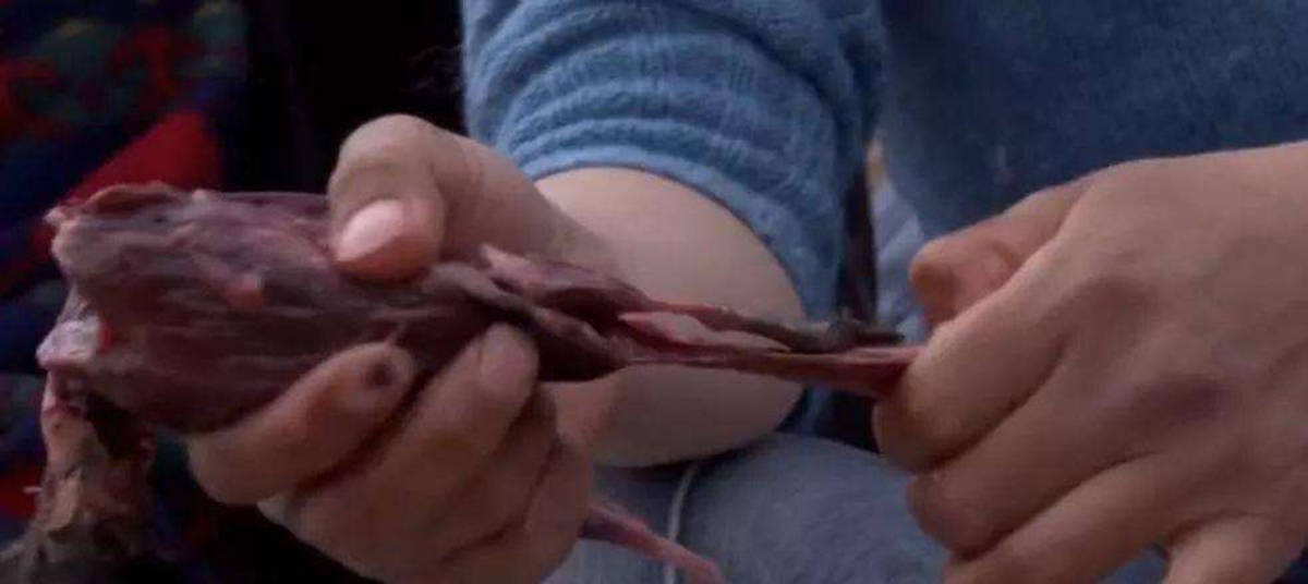 超重口味,因纽特人的腌海雀,解密他们茹毛饮血爱吃生肉的原因_海豹