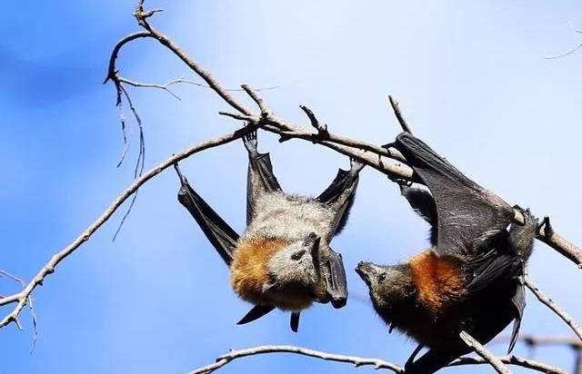 这三种风水格局,必出贵人,知道的人都子孙满堂了!_燕子