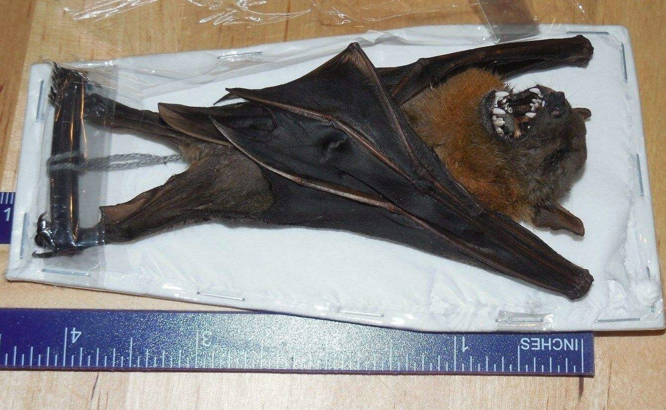 原创哈萨克斯坦病毒引恐慌,权威杂志透露:美专家在哈用蝙蝠做过实验