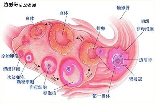 月经的形成机制示意图图片