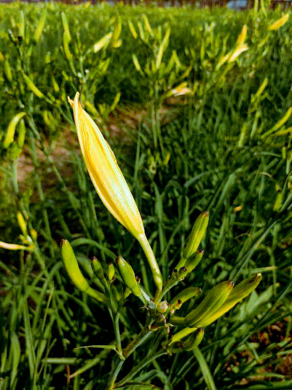 杨俊芳|舌尖上的皇冠——云州黄花