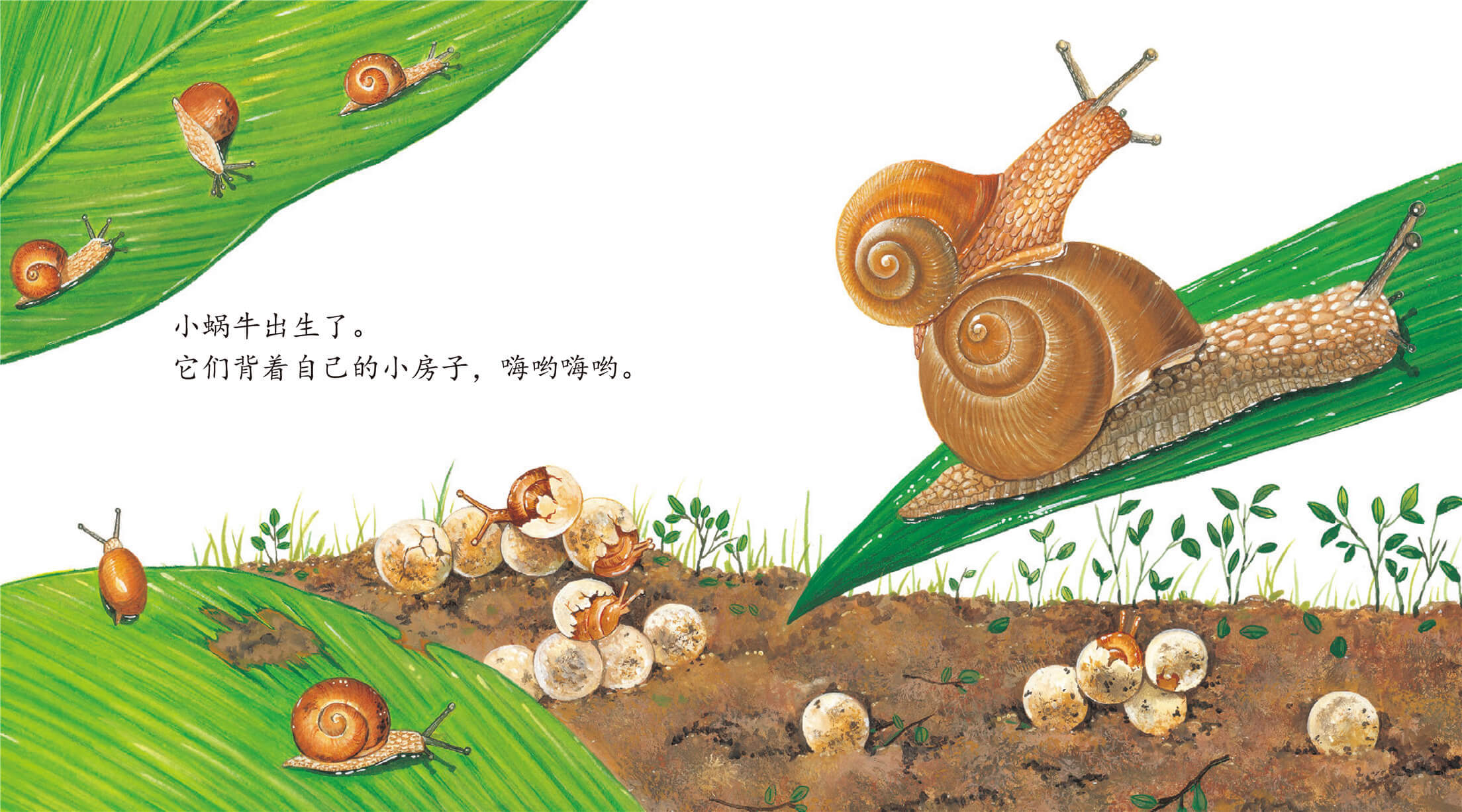 蜗牛 绘本故事《蜗牛》到这里就结束了,本绘本故事由[小孩子点读]app