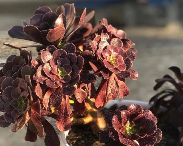 神秘冷艳又庄重的紫叶莲花黑法师这么养叶色油亮美如画