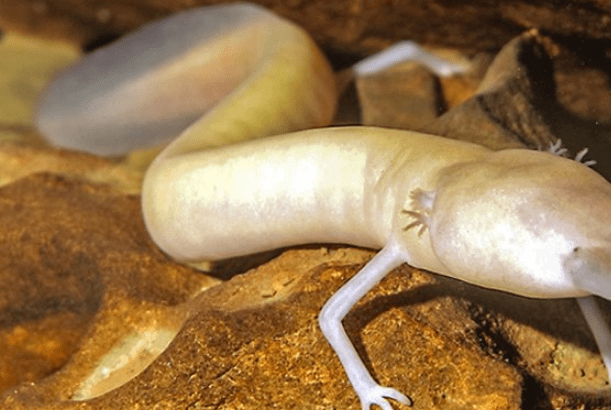 原创全球最懒生物长得像龙,十二年才交配一次,可以保持七年静止不动