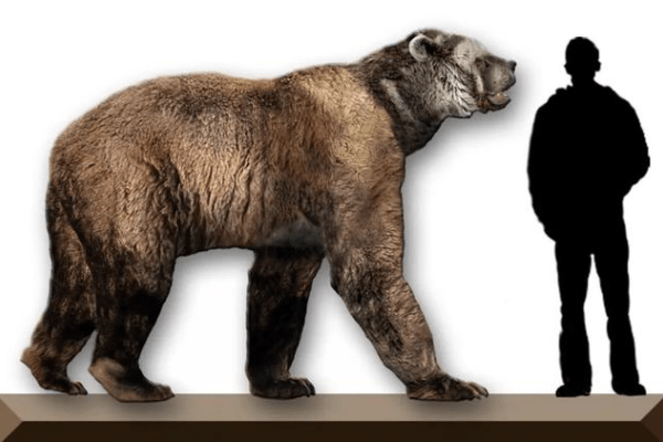 短面熊巨大的身躯令其他动物望而生畏,因此有时它不必亲自捕食猎物