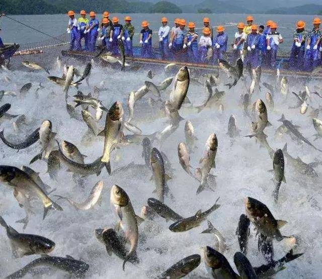 卖"热水鱼"价格高,利润大,但鱼应激大,风险高,如何解决?