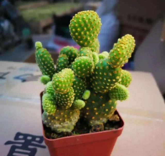 生命力顽强富贵多福的金毛掌这么养护肉厚雄壮妙趣多