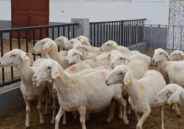 山西神池"杜湖神羊"
