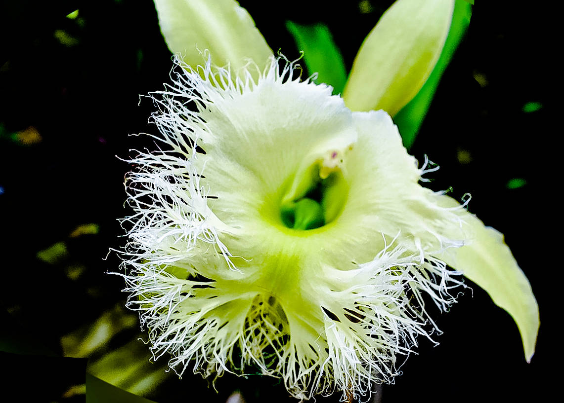 极品洋兰鉴赏(二)