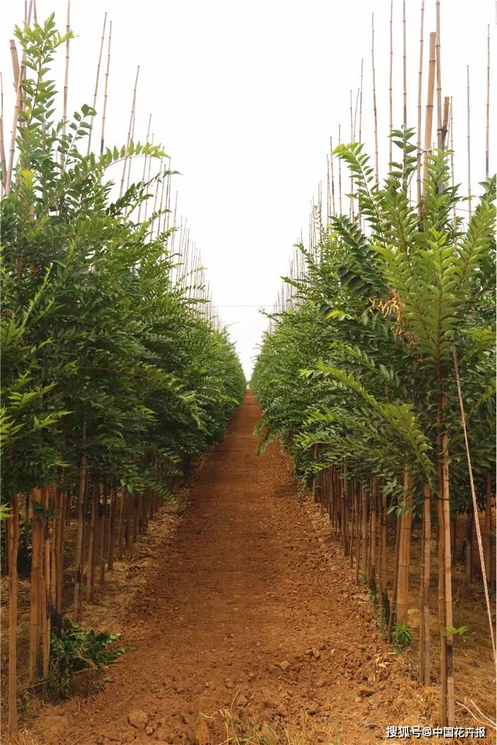 苗圃里,不仅主打品种丝棉木品质上乘,朴树,皂角,黄连木,七叶树等也