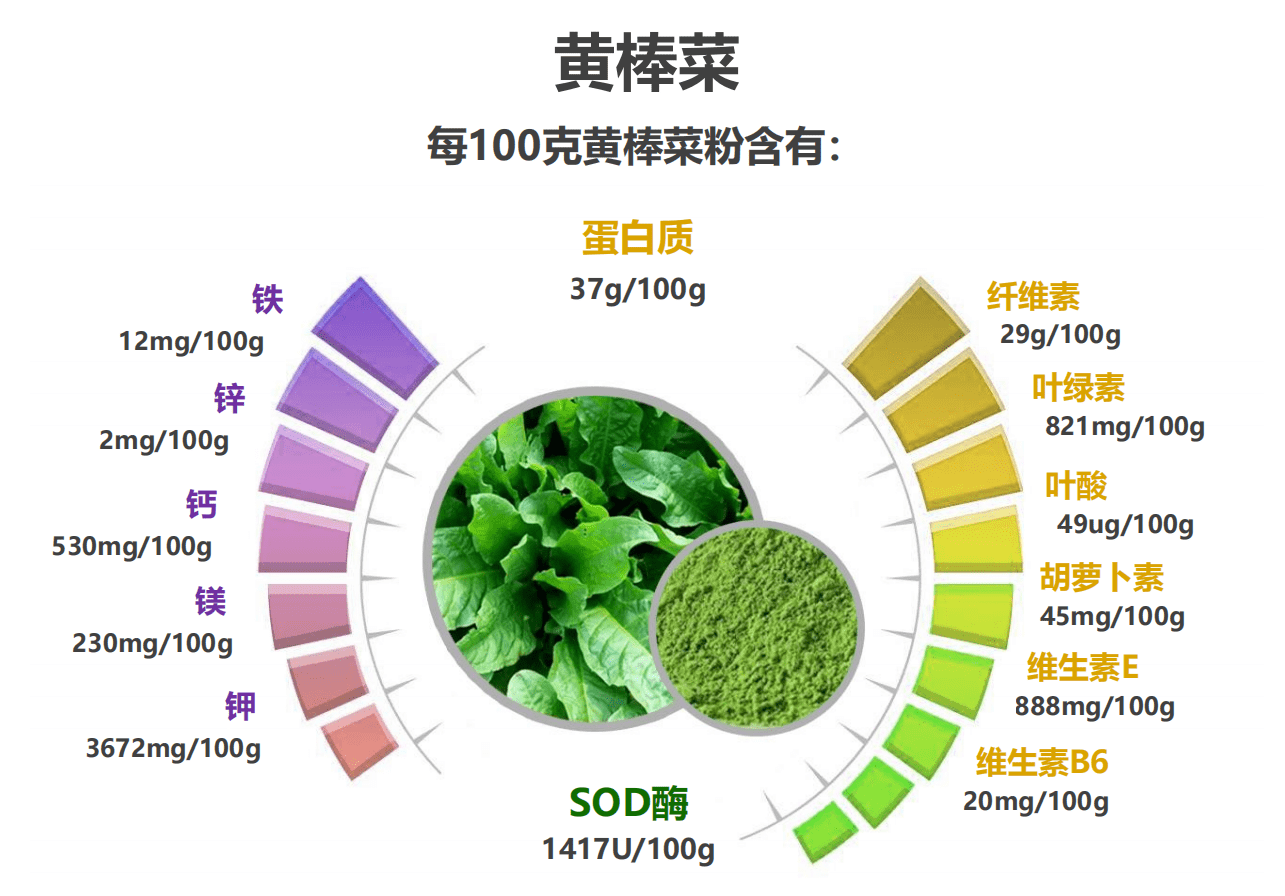 种植黄棒菜实现养殖产业一体化高蛋白维生素胡萝卜素食用价值多元化