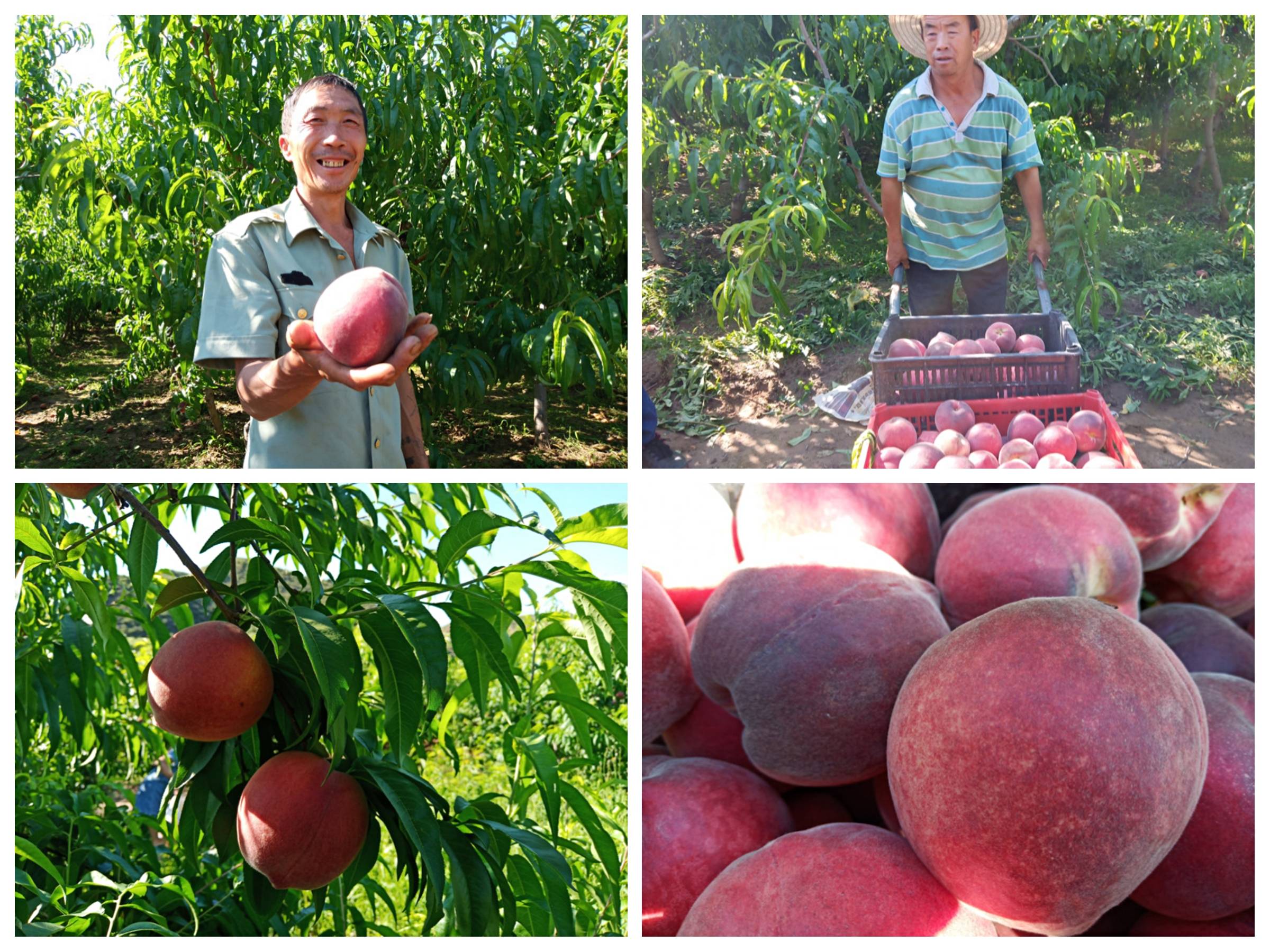 灵丘县亮平农场的桃子熟了