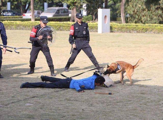 比白龙马还惨,军犬海龙拍戏绑真炸药被炸粉碎,导演:是我想要的_姚守岗