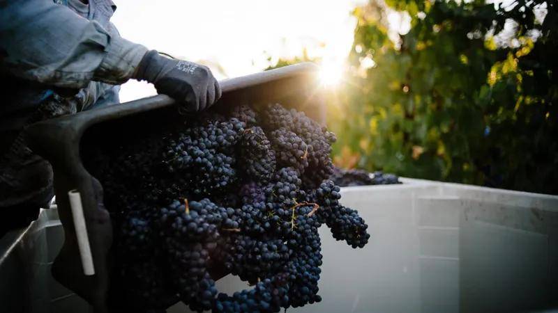 世界各地酒庄如何应对疫情下的葡萄采收？
