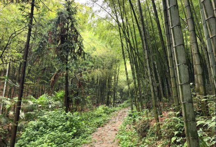 有竹林有瀑布有溪流蕭山這個神仙景點不容錯過