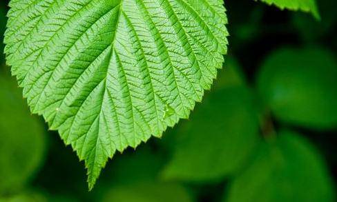 兴业银行长沙分行：新增两笔绿色贷款 支持湖南绿色农业转型升级