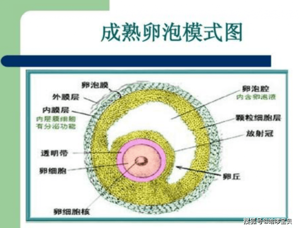 18mm达到这个标准基本能备孕成功关于卵泡发育的几个问题