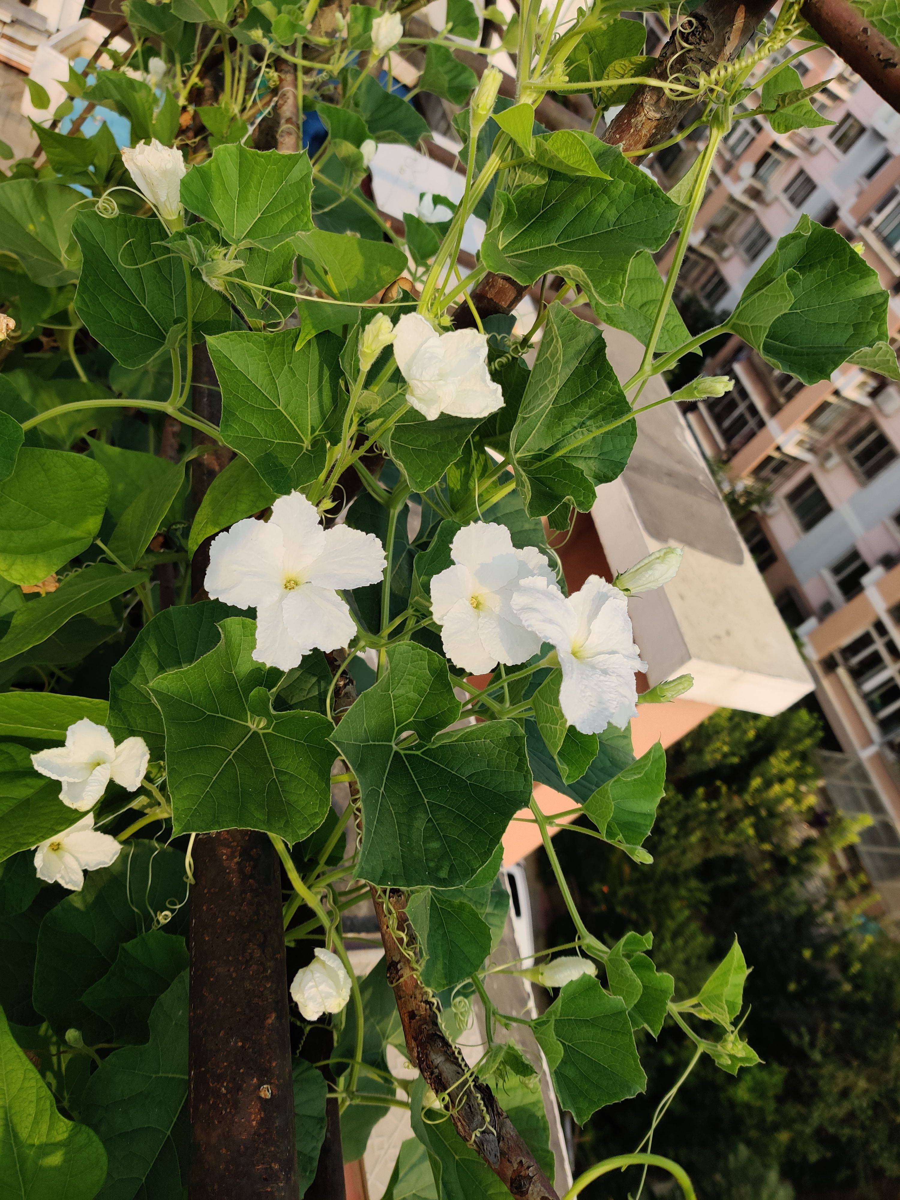 手捻葫芦发芽开花图片