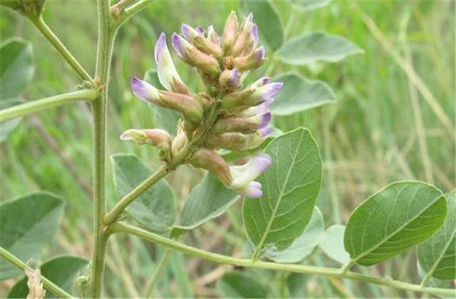 了解甘草的种植技术,以及它的一些种植方法,才能保证它的高品质