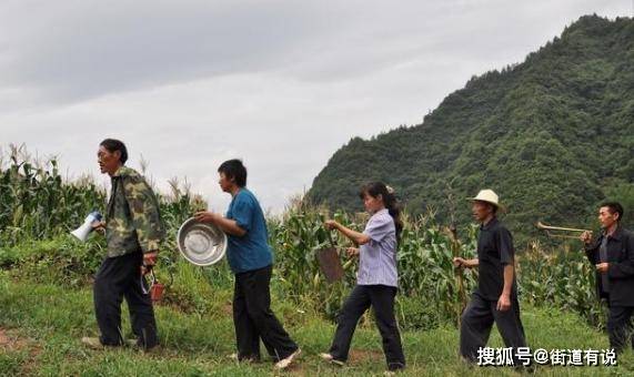 老家野猪泛滥成灾,祸害庄稼无数,但是为何还不能杀