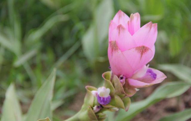 夏季能连续开花2个月的姜荷花耐热性好外观颜值高养护简单