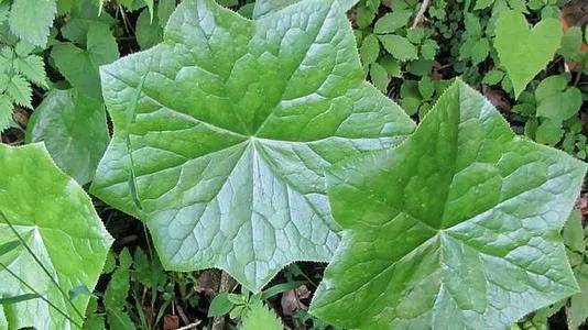 花也是一种清热解毒的良药 在多野生动物之地的神农架里 拥有蛇伤痈