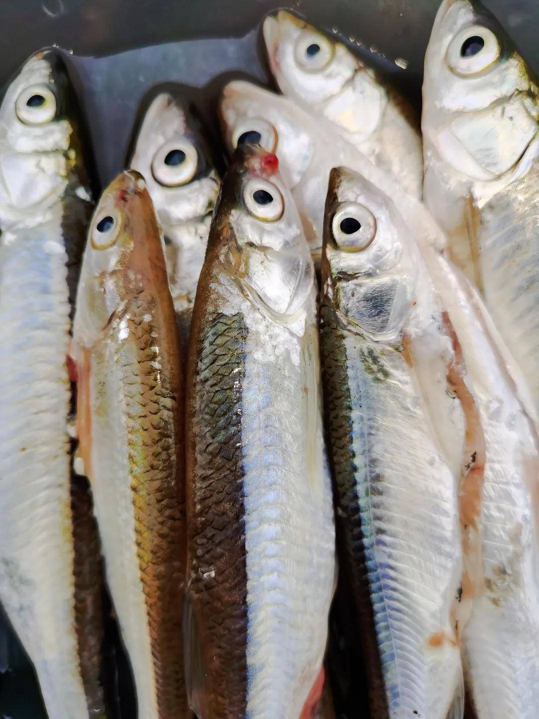 野钓镜泊湖,风雨皆不误,鱼虽不多,胜在景美