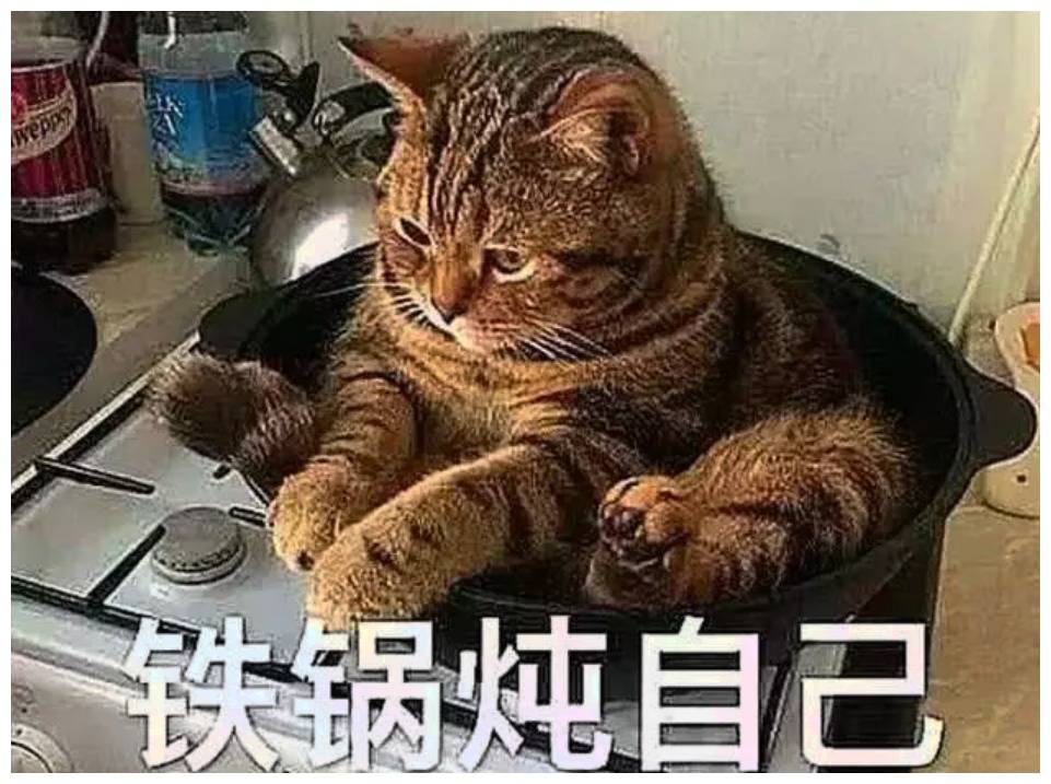 原创猫咪喜欢玩铁锅炖自己,还带坏小主人,铲屎官:心里苦啊