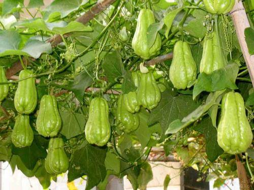 佛手瓜高产栽培技术,要注意这几点,你也能有大丰收_种植