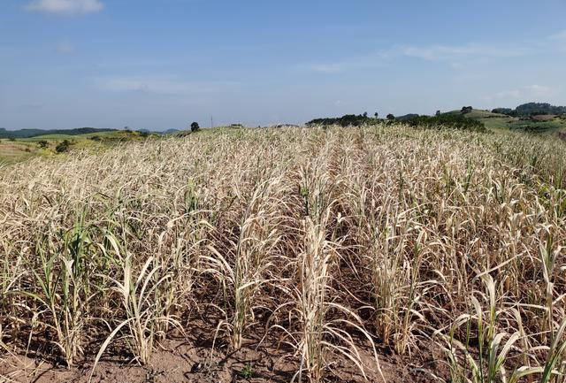 原创再不下雨!广西这些地方种的甘蔗就干旱死了
