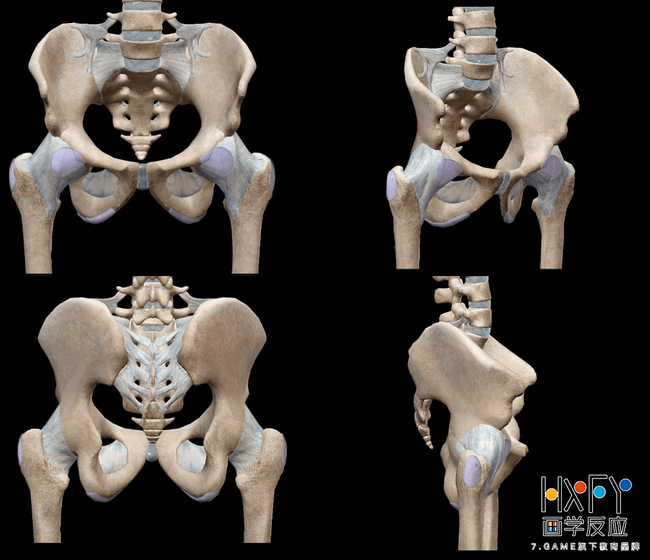 人体骨骼详解(下篇)_肩胛骨