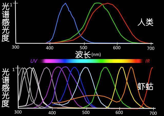 虾蛄的视觉波长