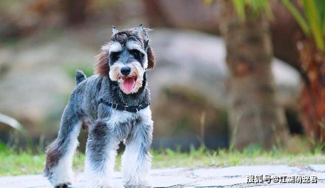 小老头雪纳瑞成为"讨厌狗"的几大原因,怪不得养的人那么少