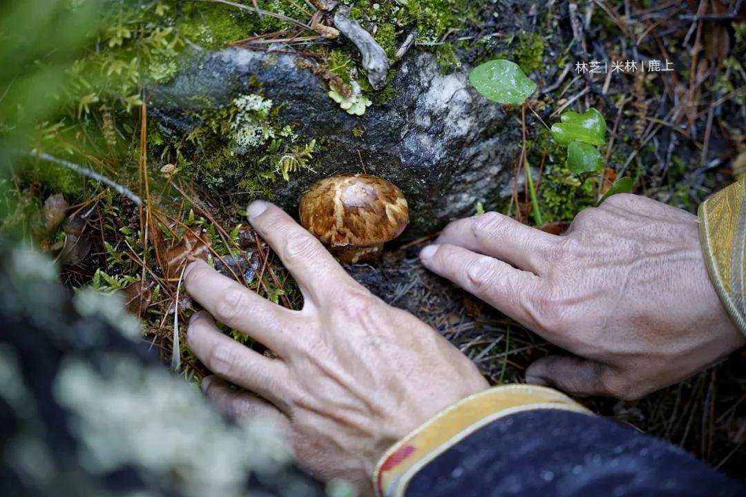 夏末巴别只有在林芝才能吃到这种做法的松茸