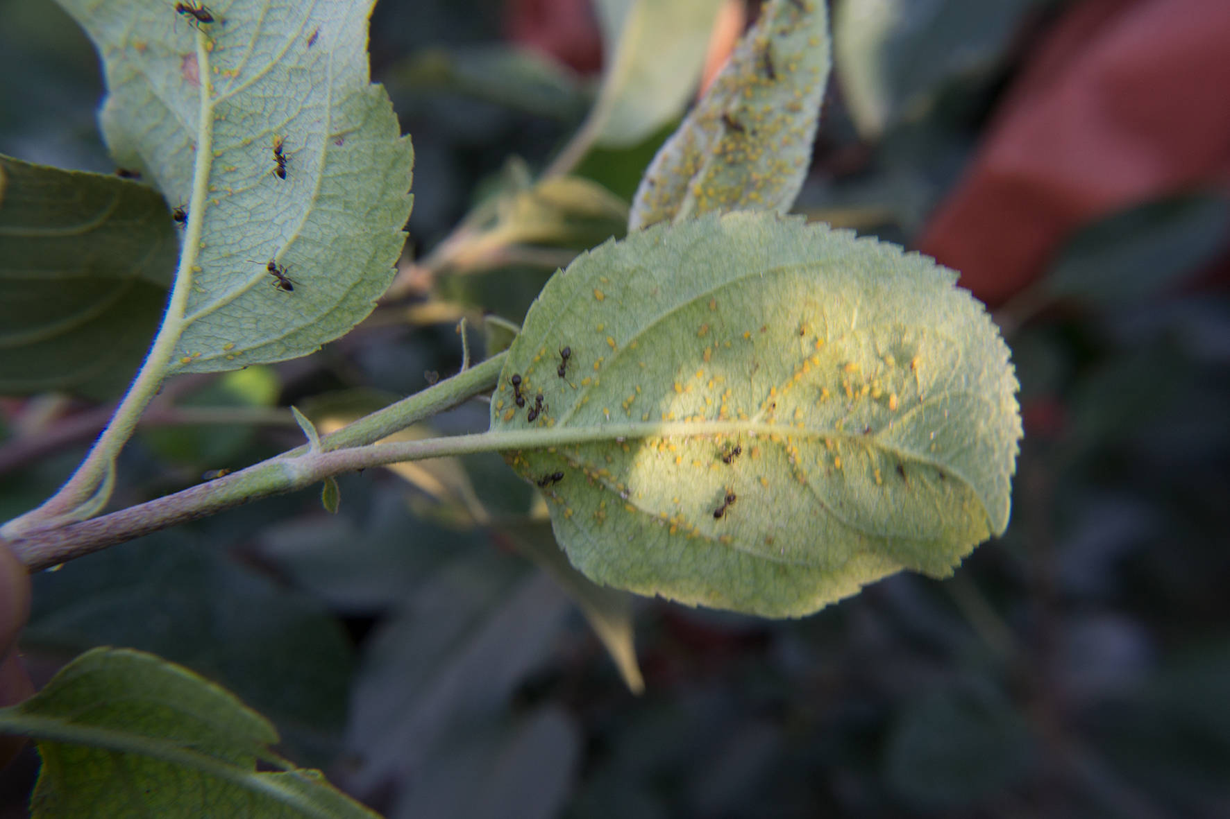 今年雨水偏多,苹果树管理应注意这4个问题,实现品质产量的提升