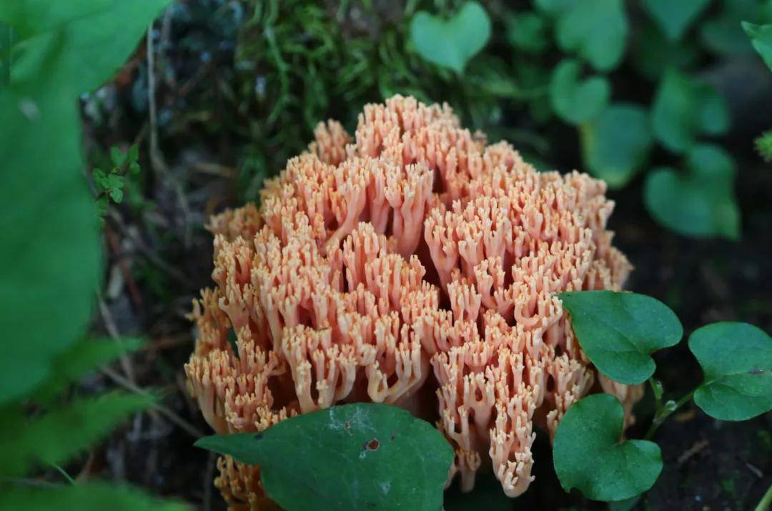 云南野生菌中毒事件屡屡发生!请收好这份波密毒蘑菇图鉴