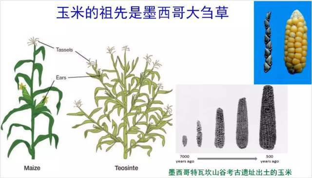 世界上种植量最多的农作物,不是小麦,也不是水稻,而是玉米!_玛雅