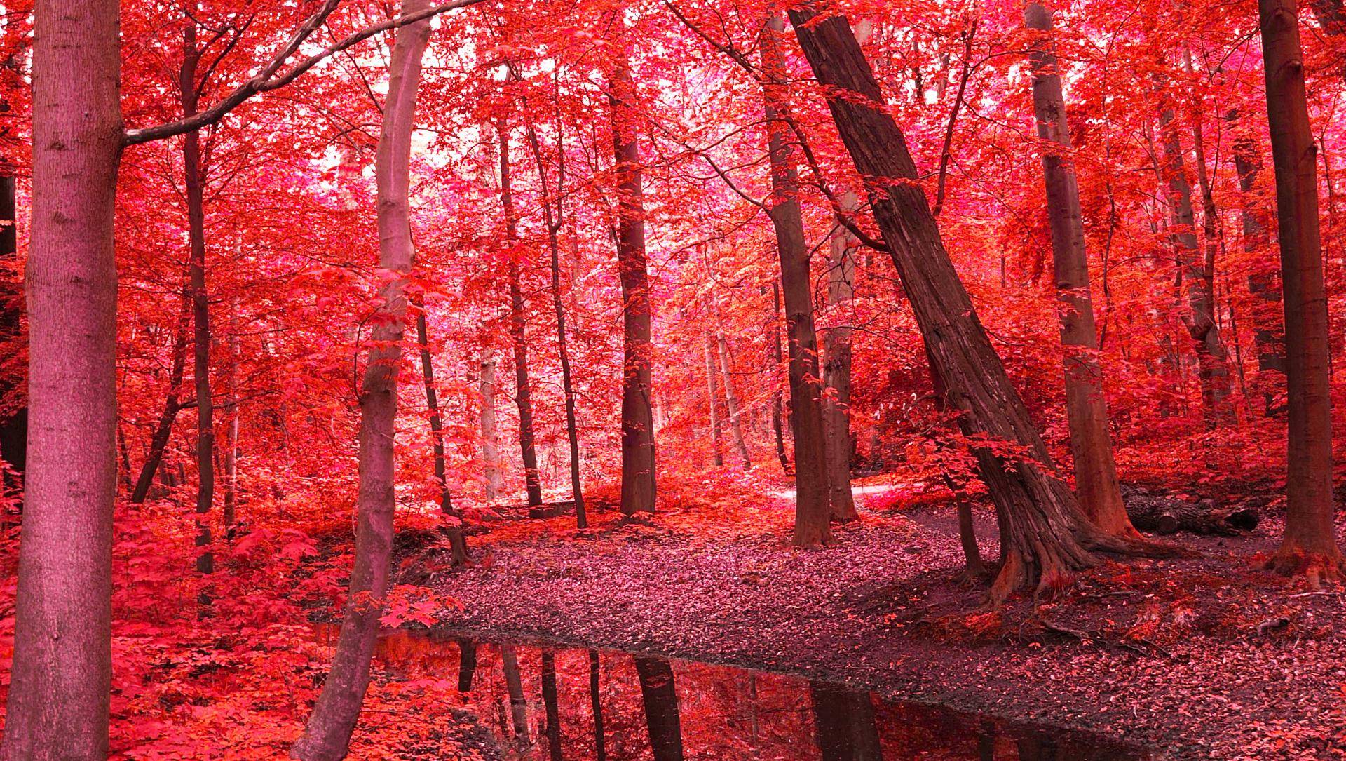 北京香山具有皇家园林特色红叶只因太红而招蜂引蝶速赏附攻略