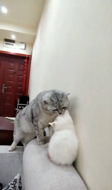 小奶猫犯错误被妈妈教训,险些酿出大祸,幸亏被主人及时发现_小猫