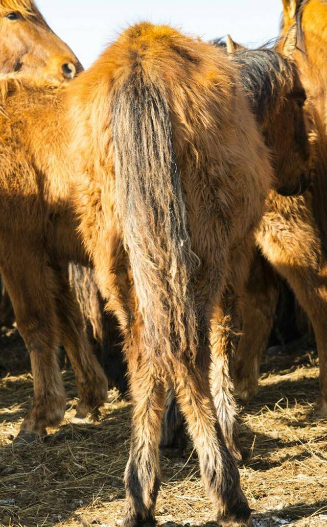 记得一部电影里的台词"马尾巴的功能",咱就研究一下马尾巴功能