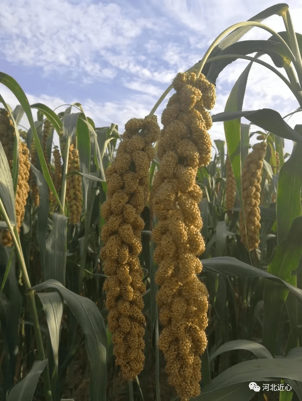 五谷之王"小米",最补脾胃的粮食,常吃养心养气!