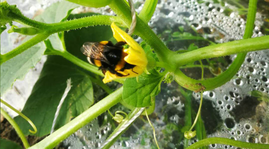 熊蜂来授粉丨大棚甜瓜长得好